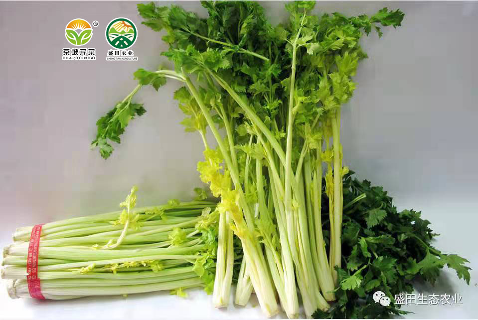 茶坡芹菜